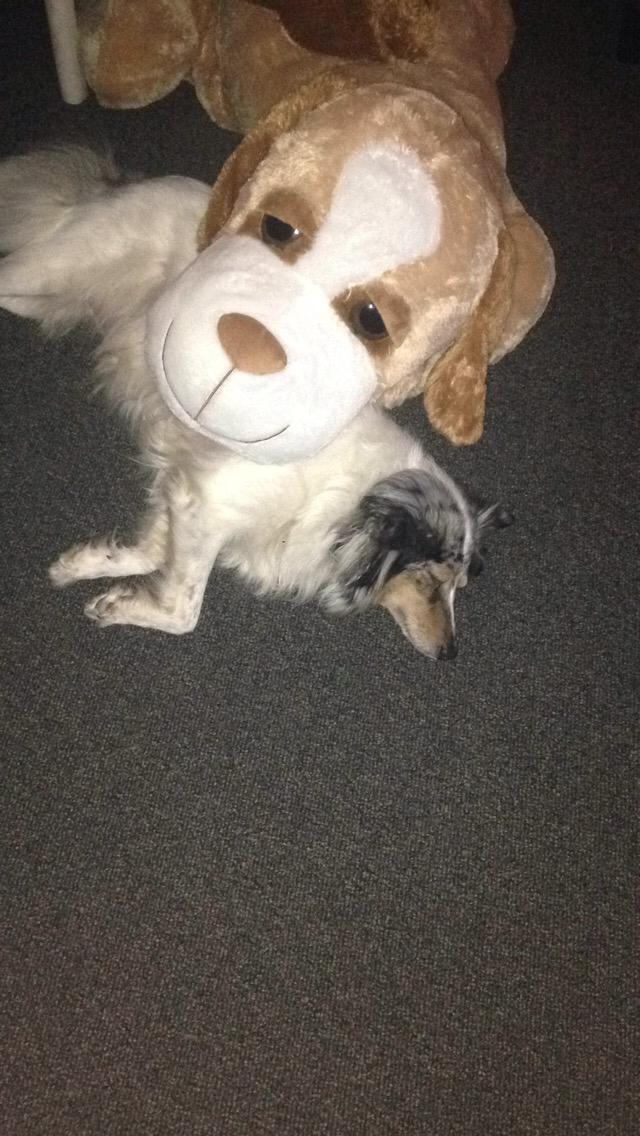 Shetland sheepdog Lassie billede 28