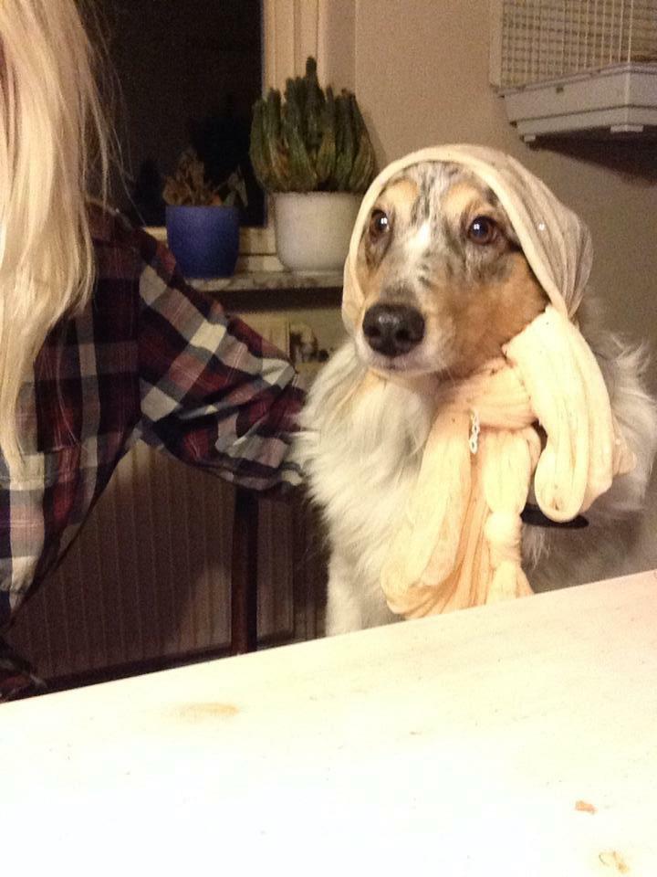 Shetland sheepdog Lassie billede 29