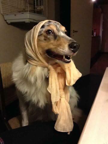 Shetland sheepdog Lassie billede 30