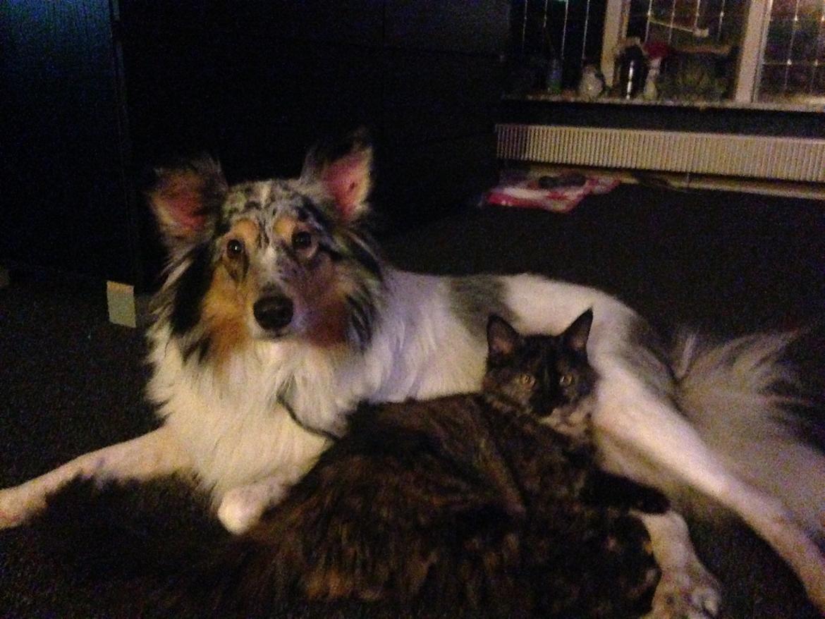 Shetland sheepdog Lassie billede 26