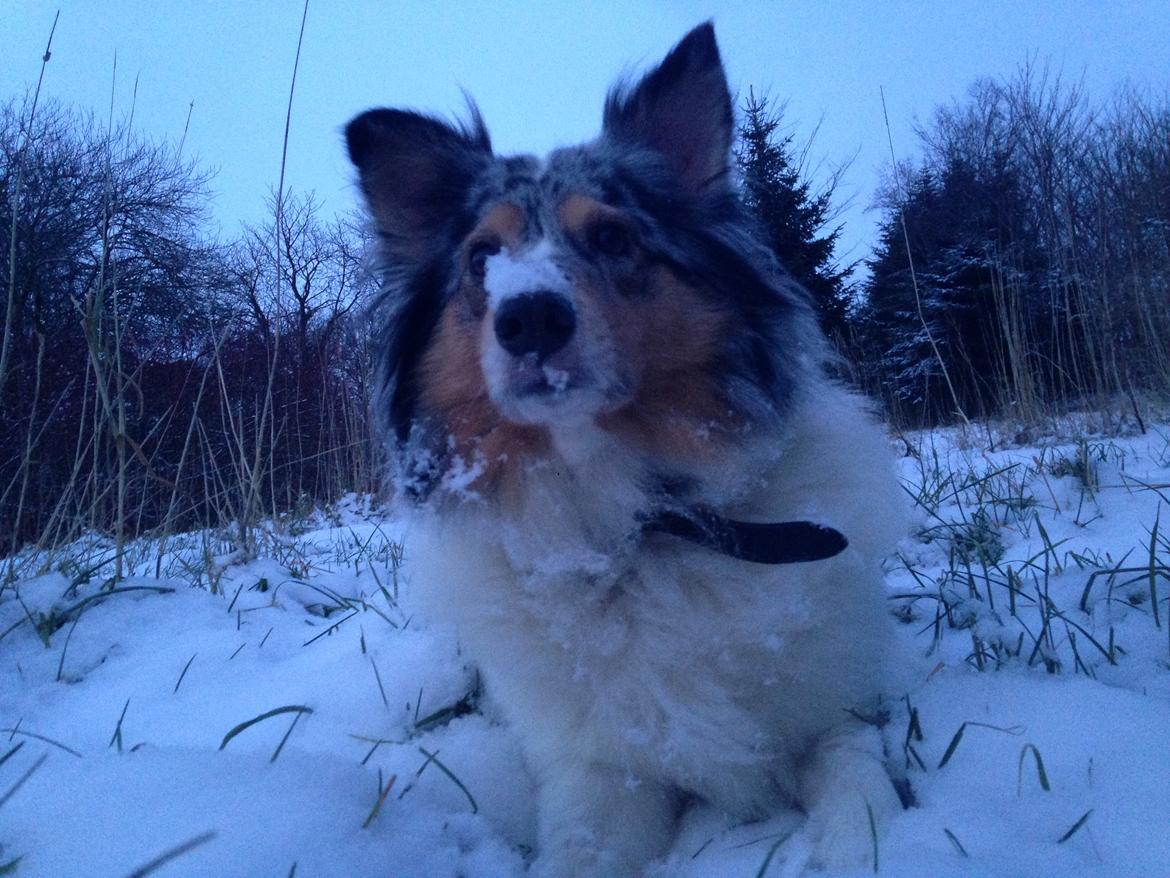 Shetland sheepdog Lassie billede 31