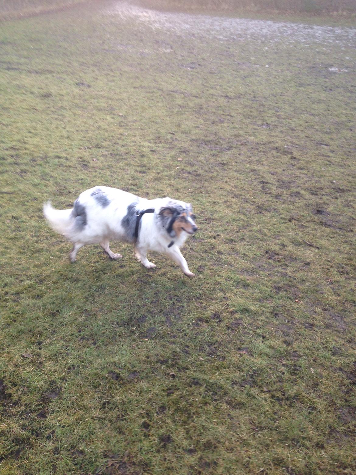 Shetland sheepdog Lassie billede 32