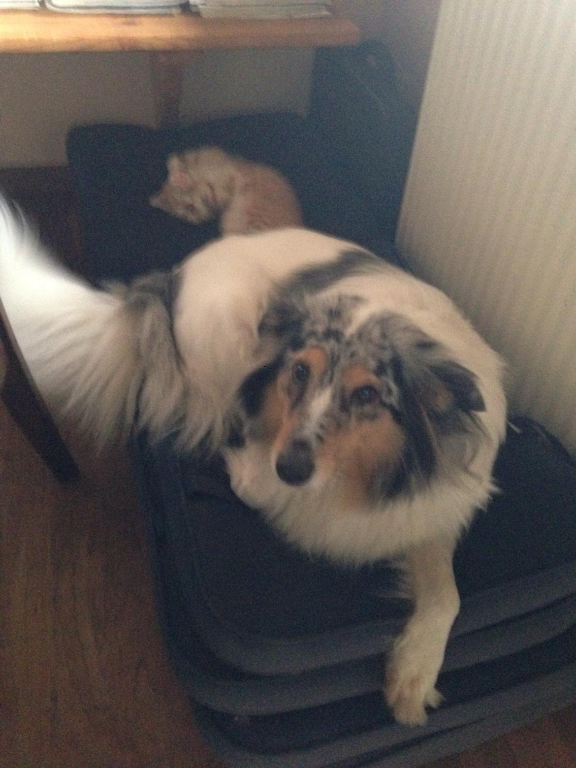 Shetland sheepdog Lassie billede 34