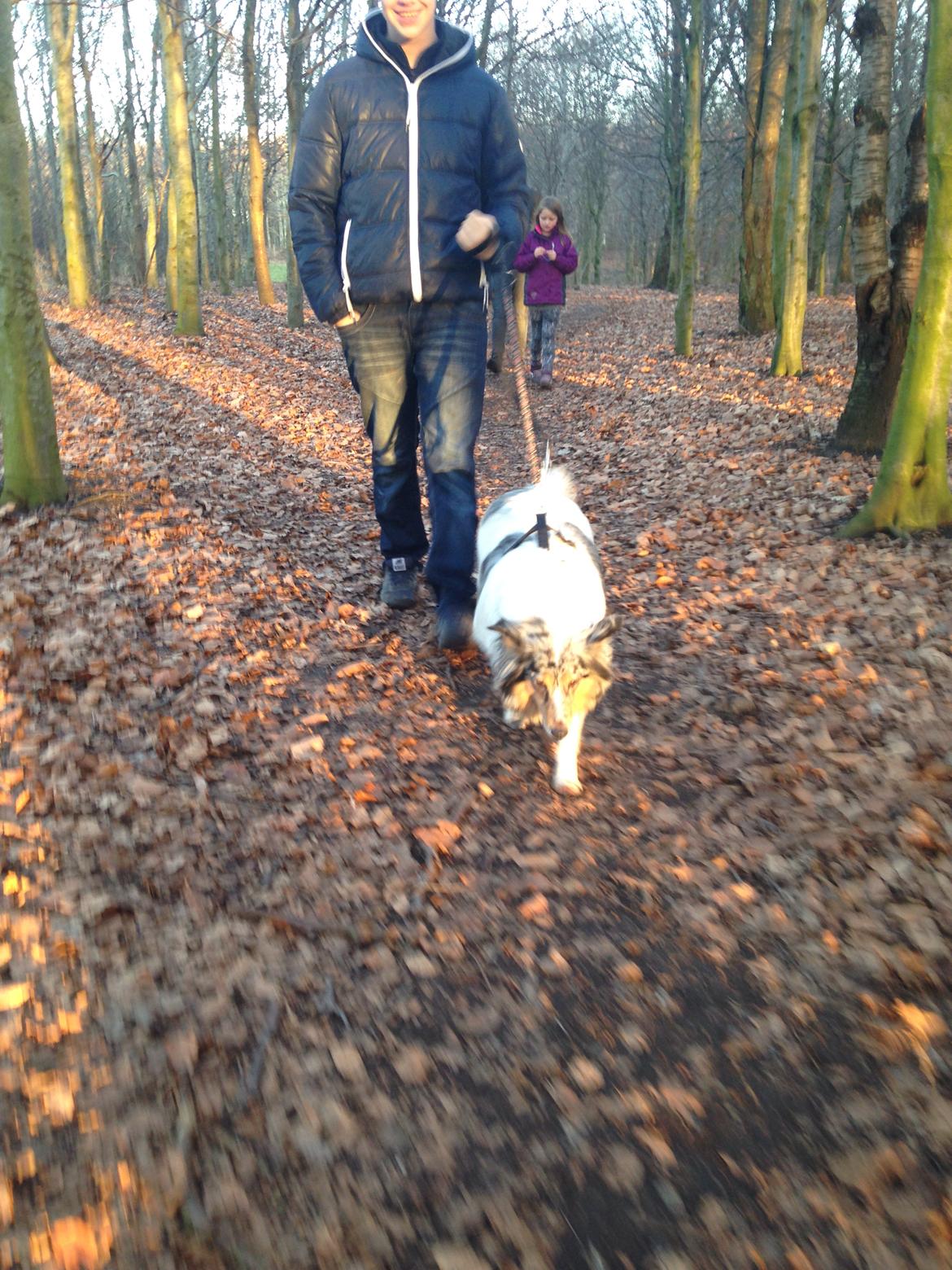 Shetland sheepdog Lassie billede 33