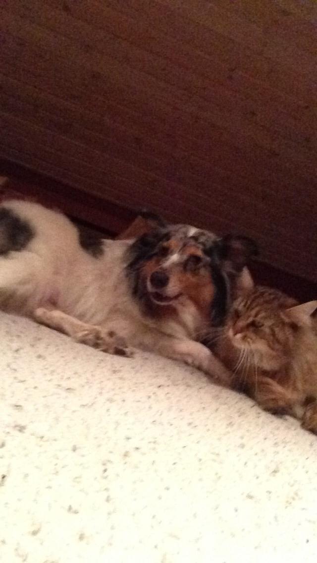 Shetland sheepdog Lassie billede 35