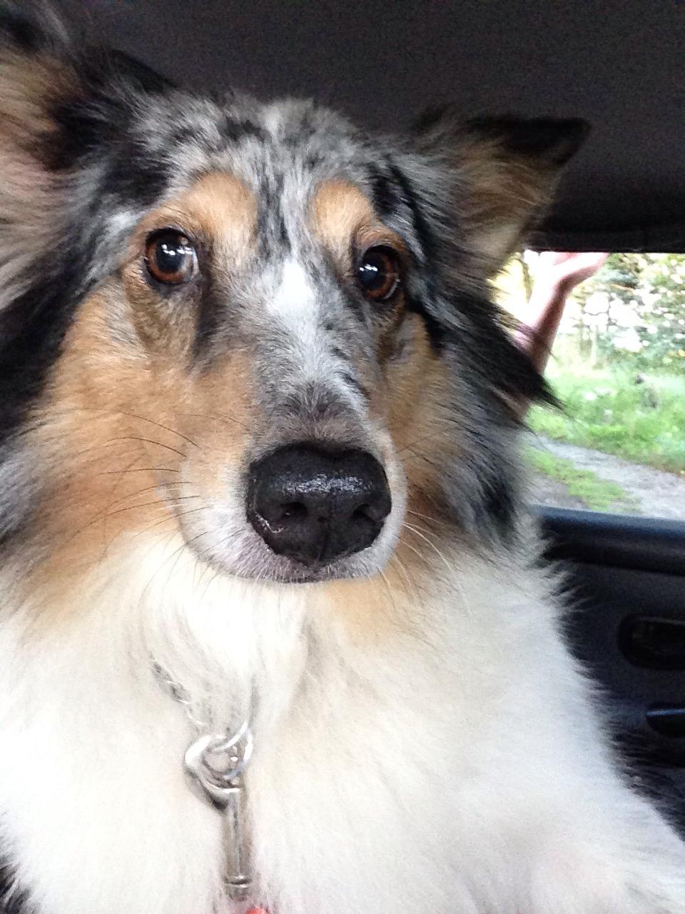 Shetland sheepdog Lassie billede 36