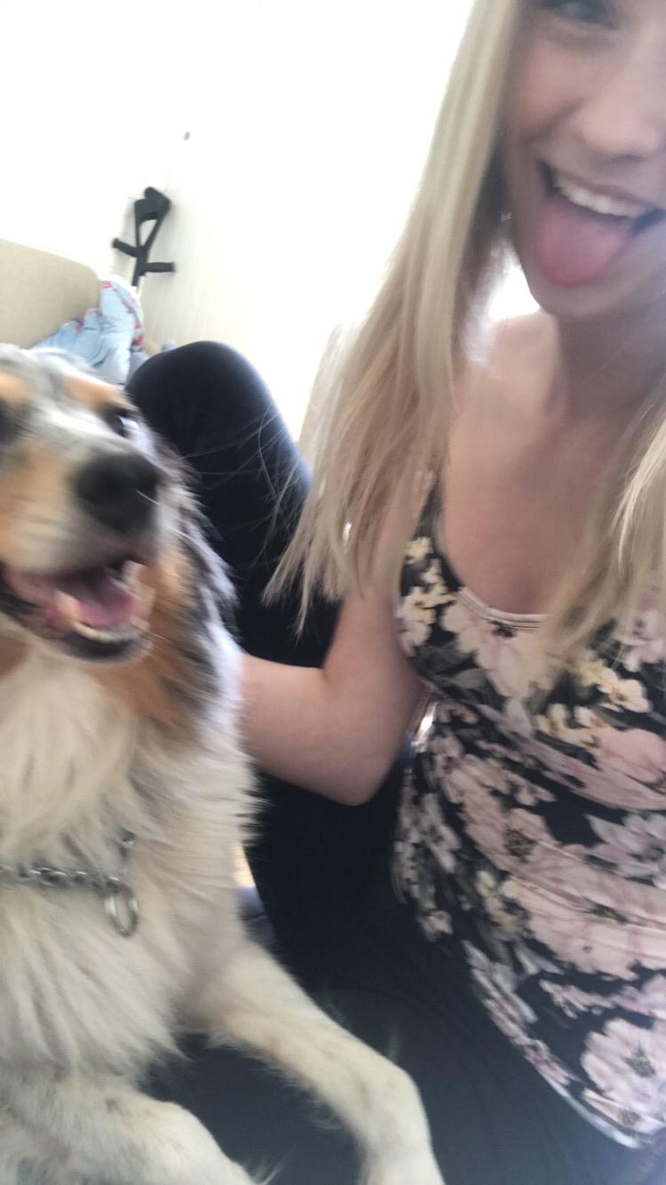 Shetland sheepdog Lassie billede 38