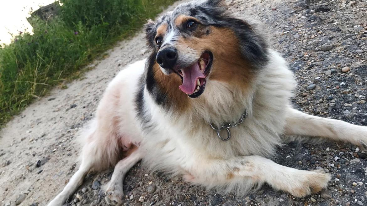 Shetland sheepdog Lassie billede 39