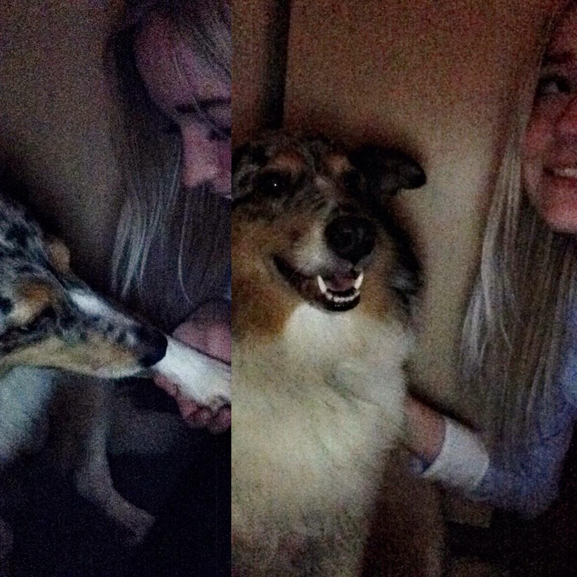 Shetland sheepdog Lassie billede 37