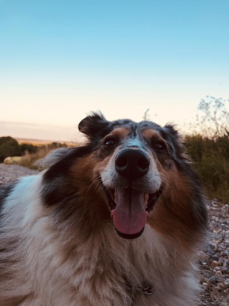 Shetland sheepdog Lassie billede 40