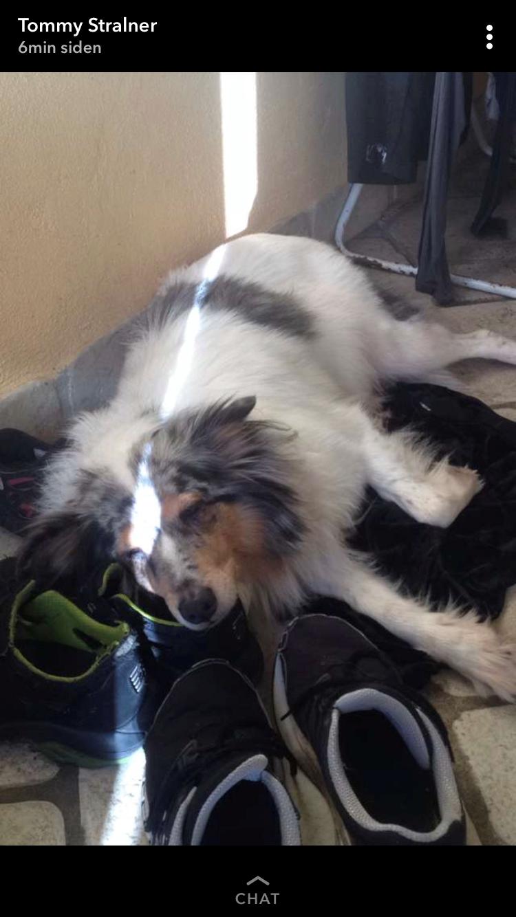 Shetland sheepdog Lassie billede 42