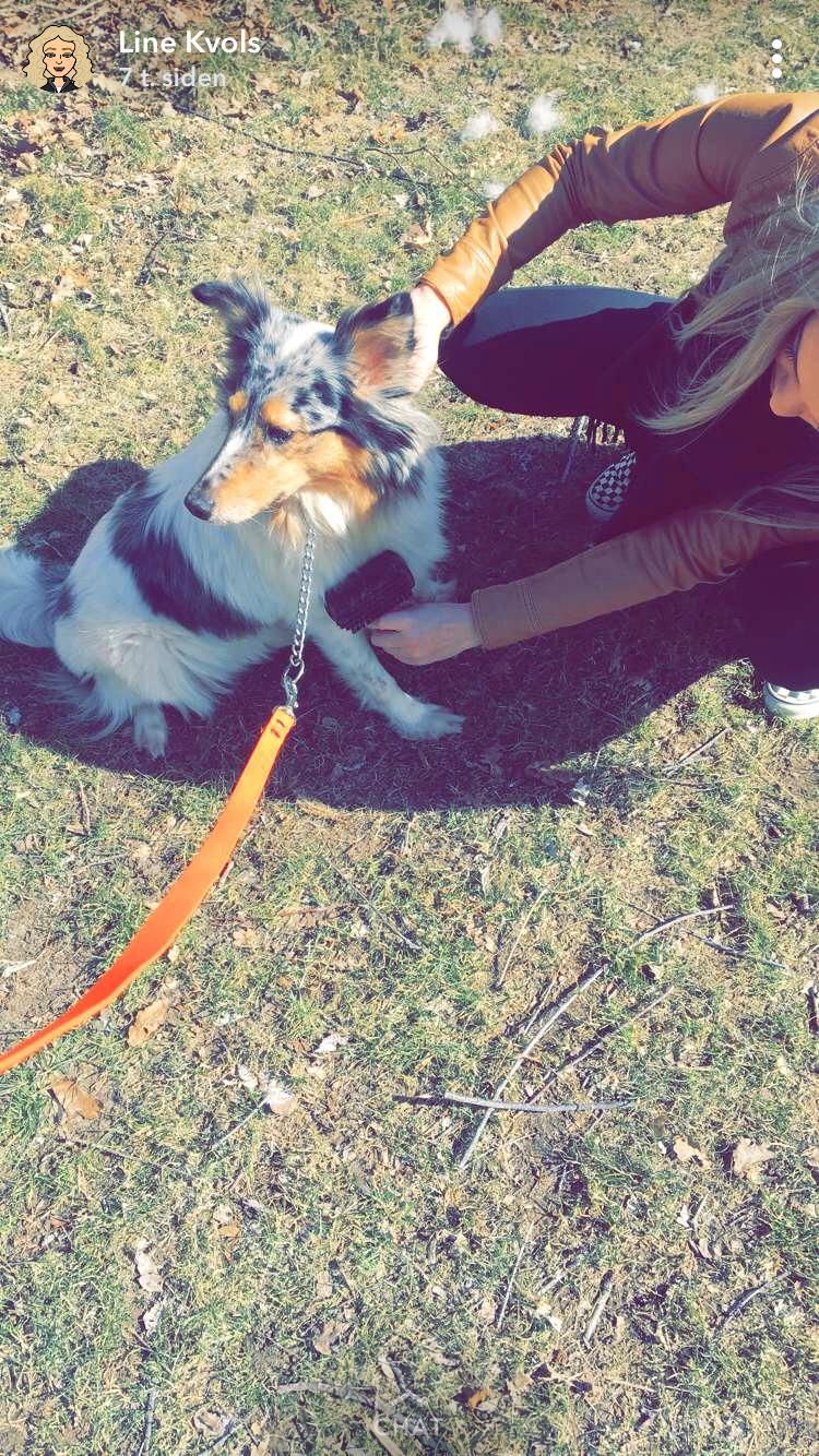 Shetland sheepdog Lassie billede 43
