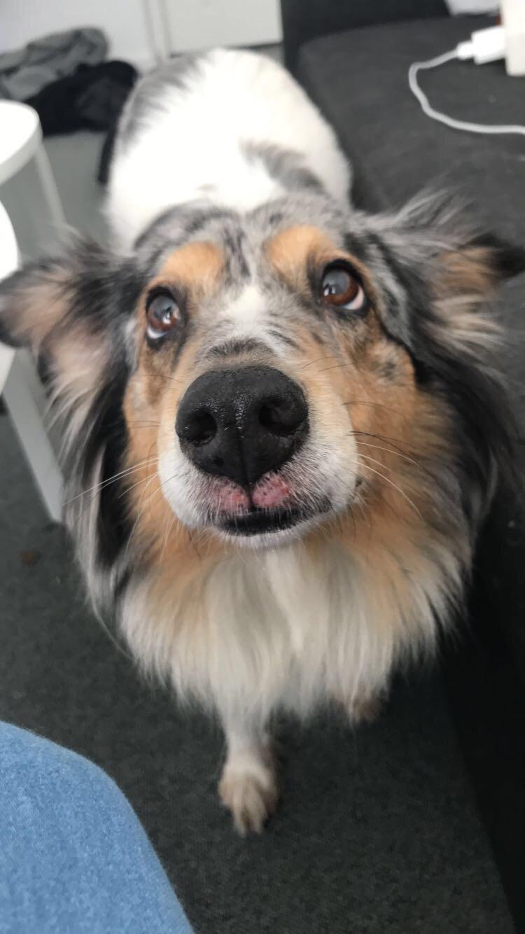 Shetland sheepdog Lassie billede 44