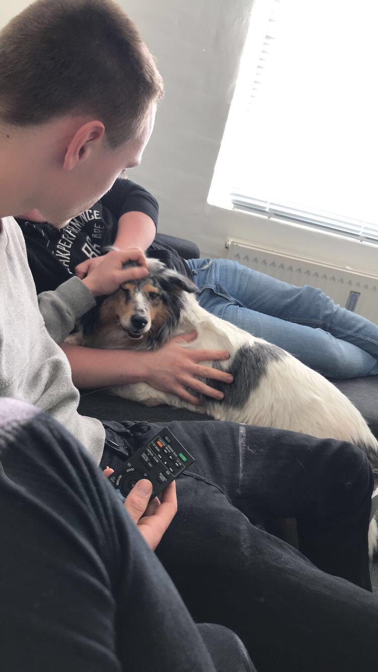 Shetland sheepdog Lassie billede 45