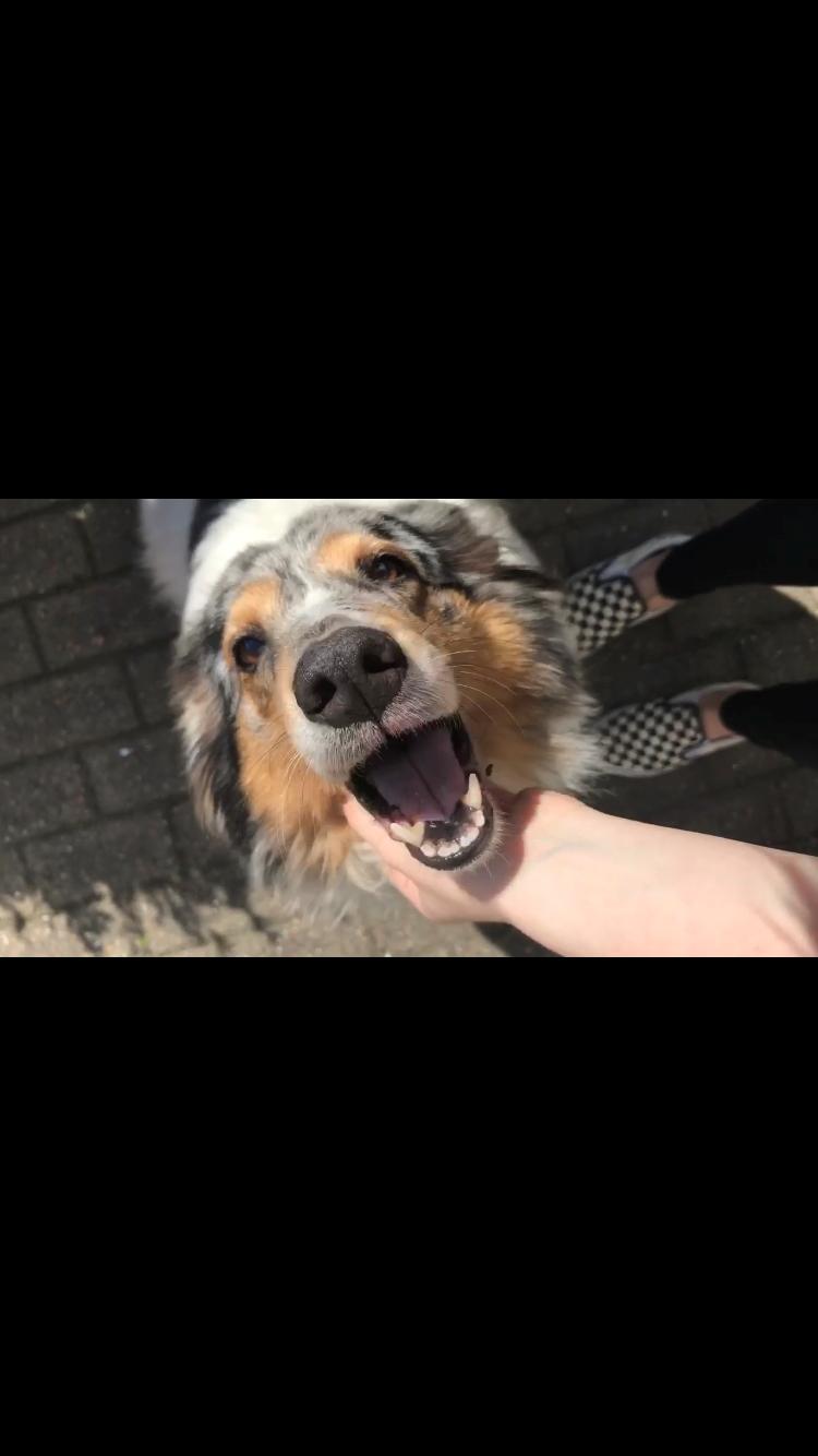 Shetland sheepdog Lassie billede 46