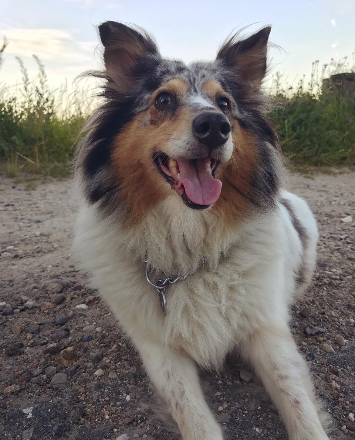 Shetland sheepdog Lassie billede 41