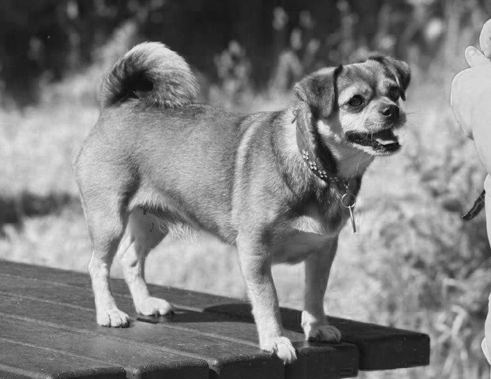 Blanding af racer Lilly billede 1