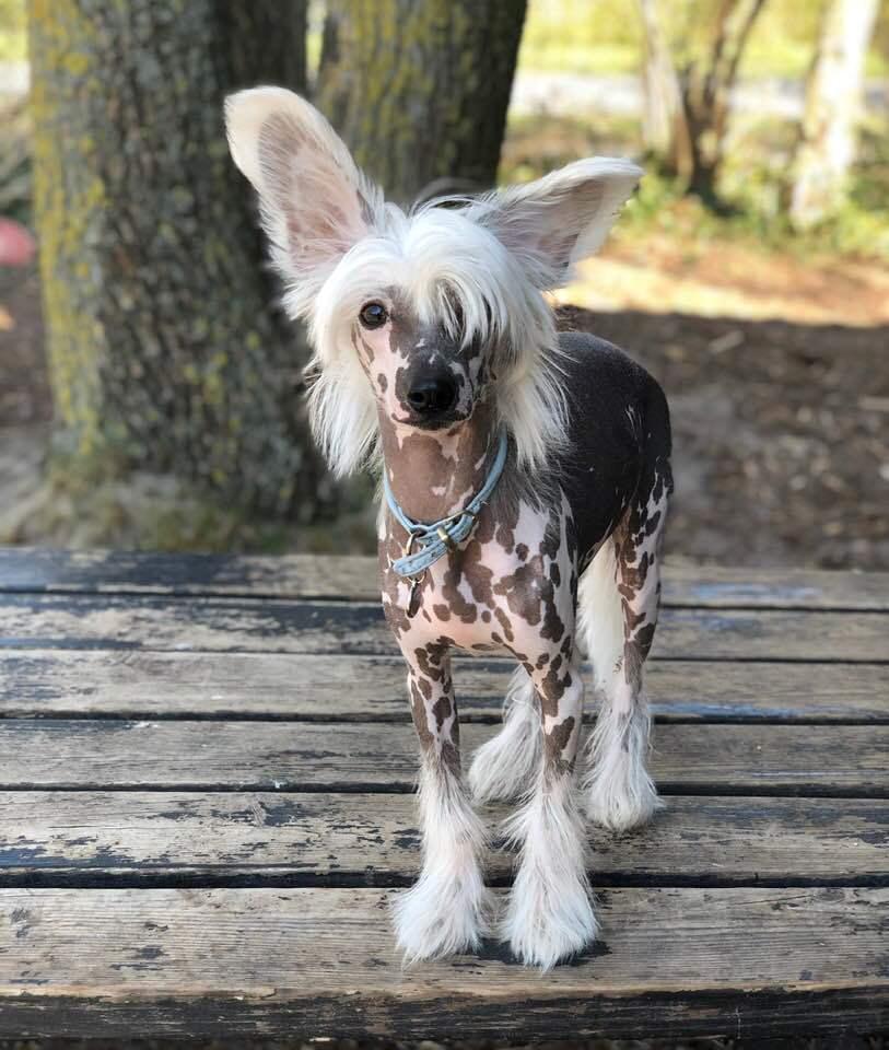 Chinese crested hårløs Malthe billede 19