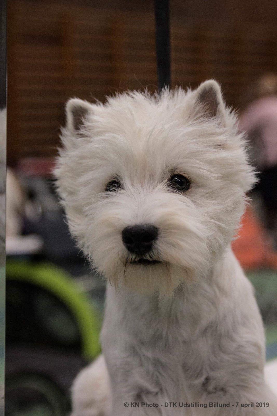 West highland white terrier Diva billede 14