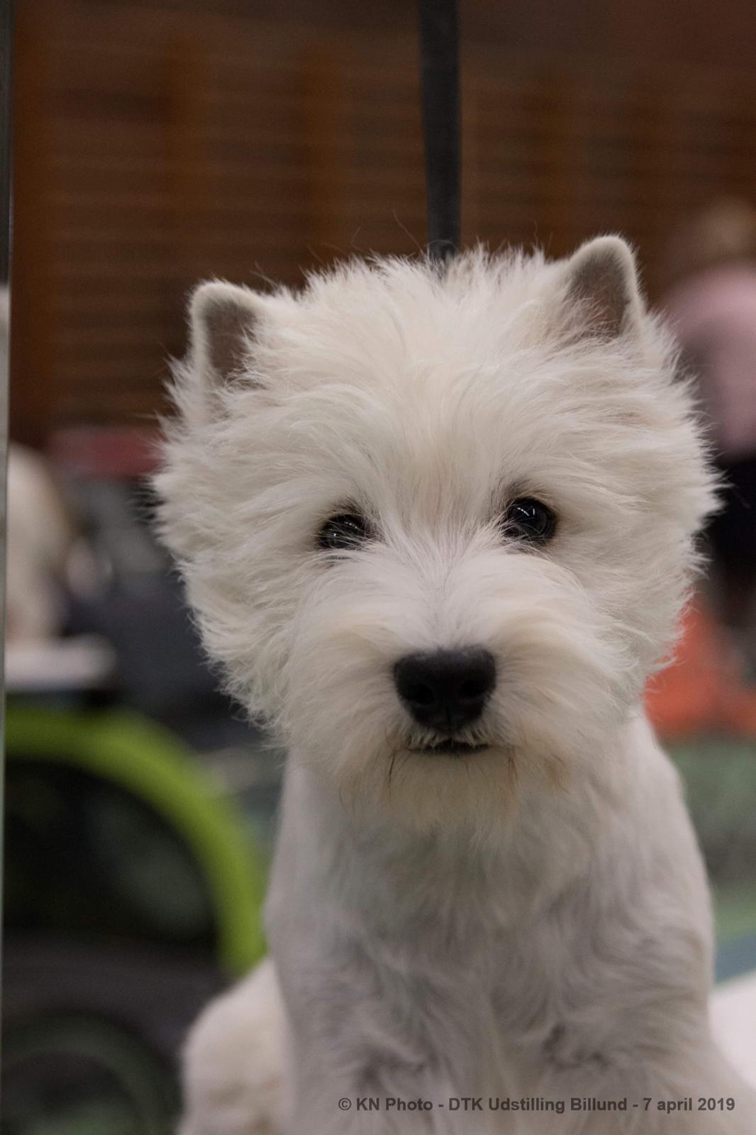 West highland white terrier Diva billede 13