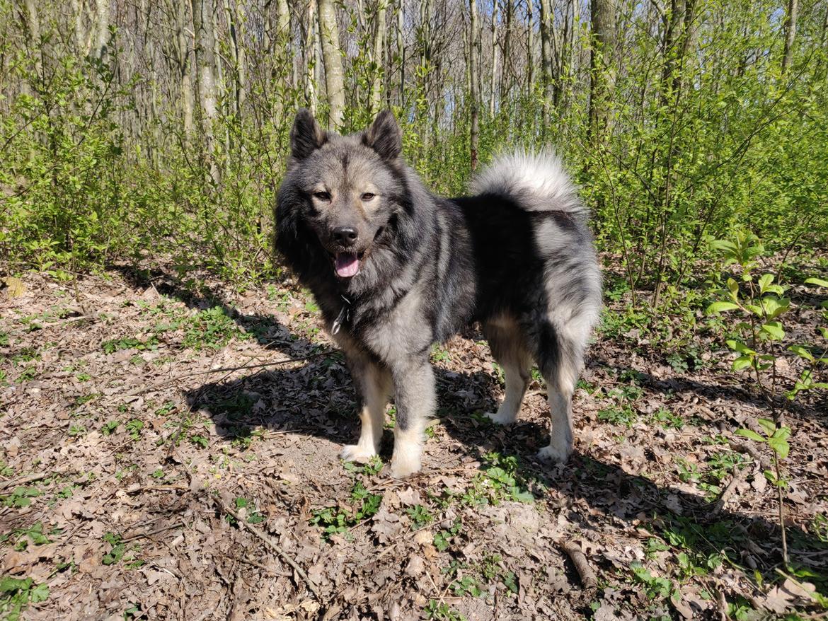 Eurasier Kenzo billede 6