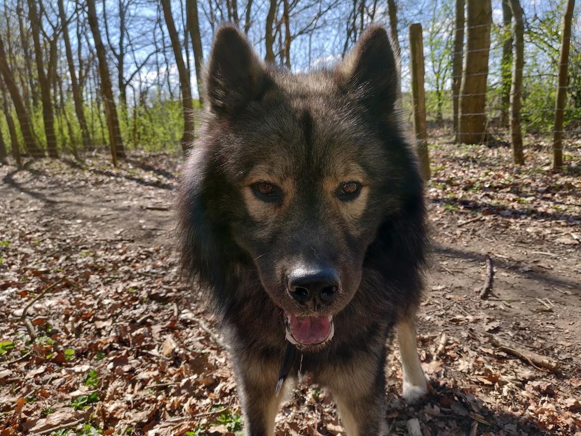 Eurasier Kenzo billede 7