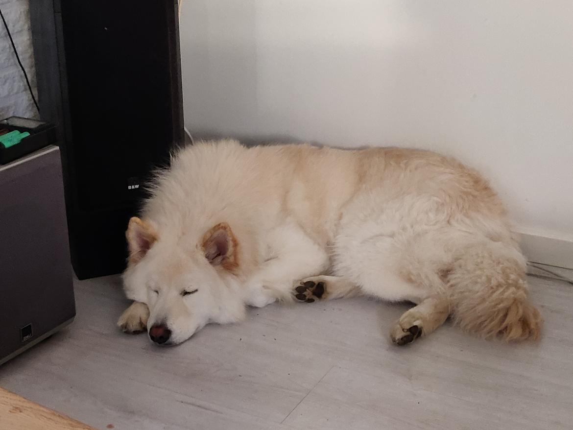 Eurasier Daisy billede 6