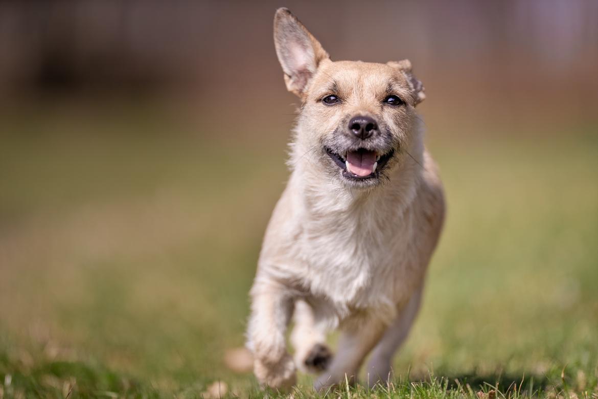 Blanding af racer Karla billede 20