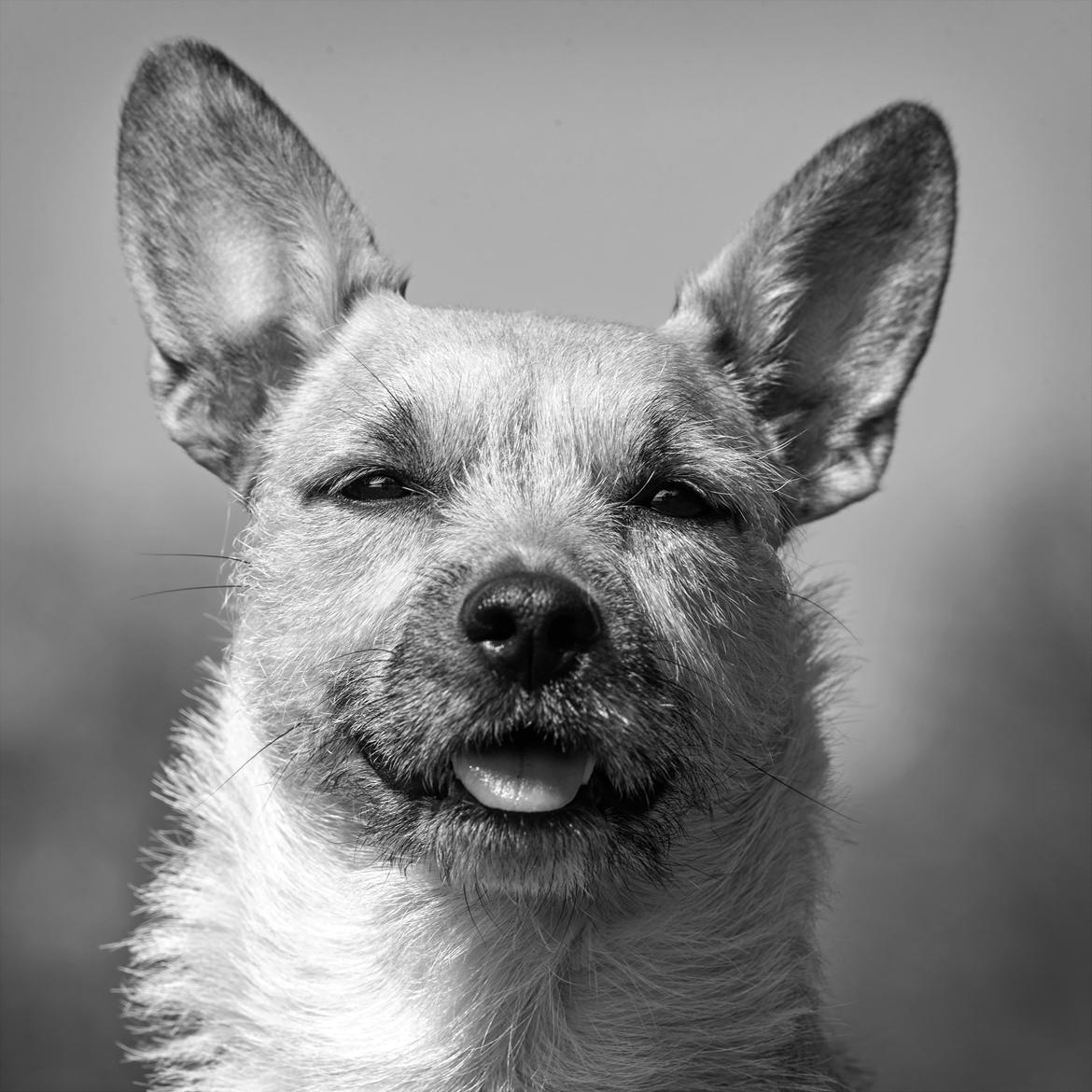 Blanding af racer Karla billede 24