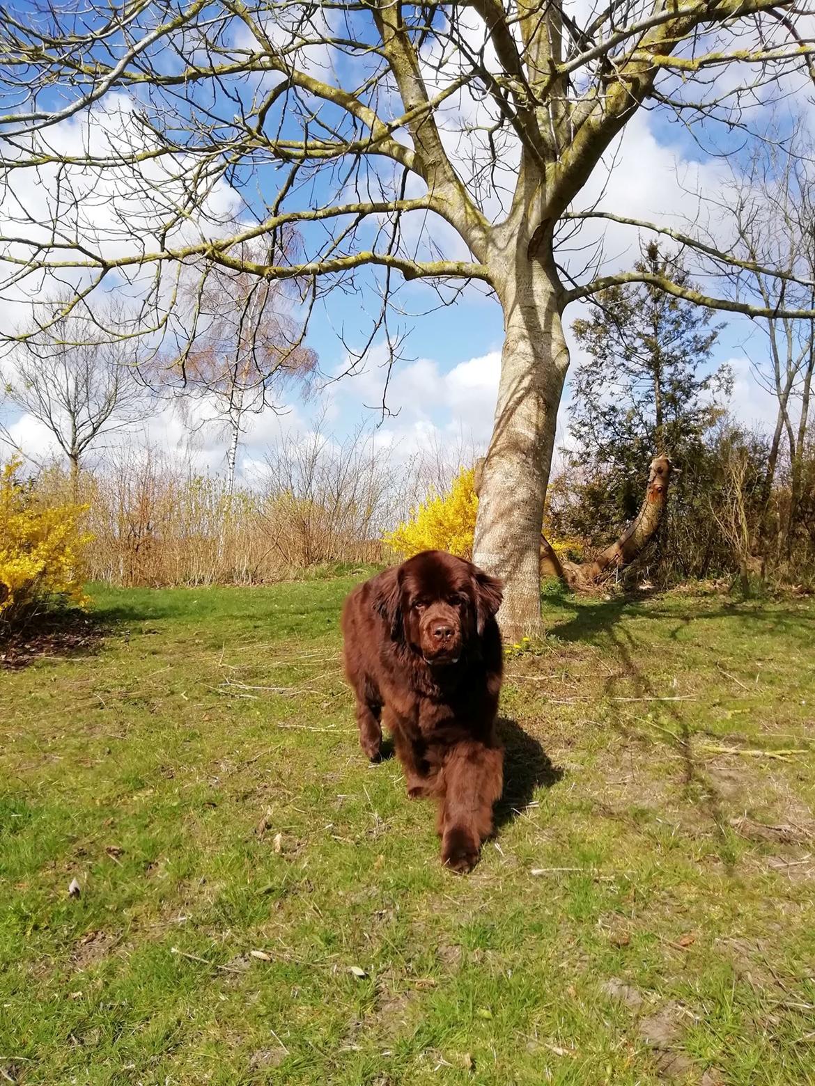 Newfoundlænder Alma billede 48