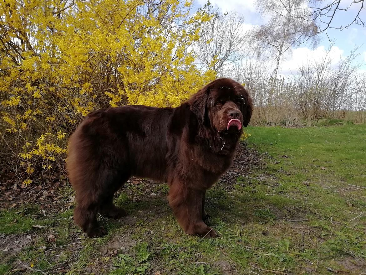 Newfoundlænder Alma billede 3