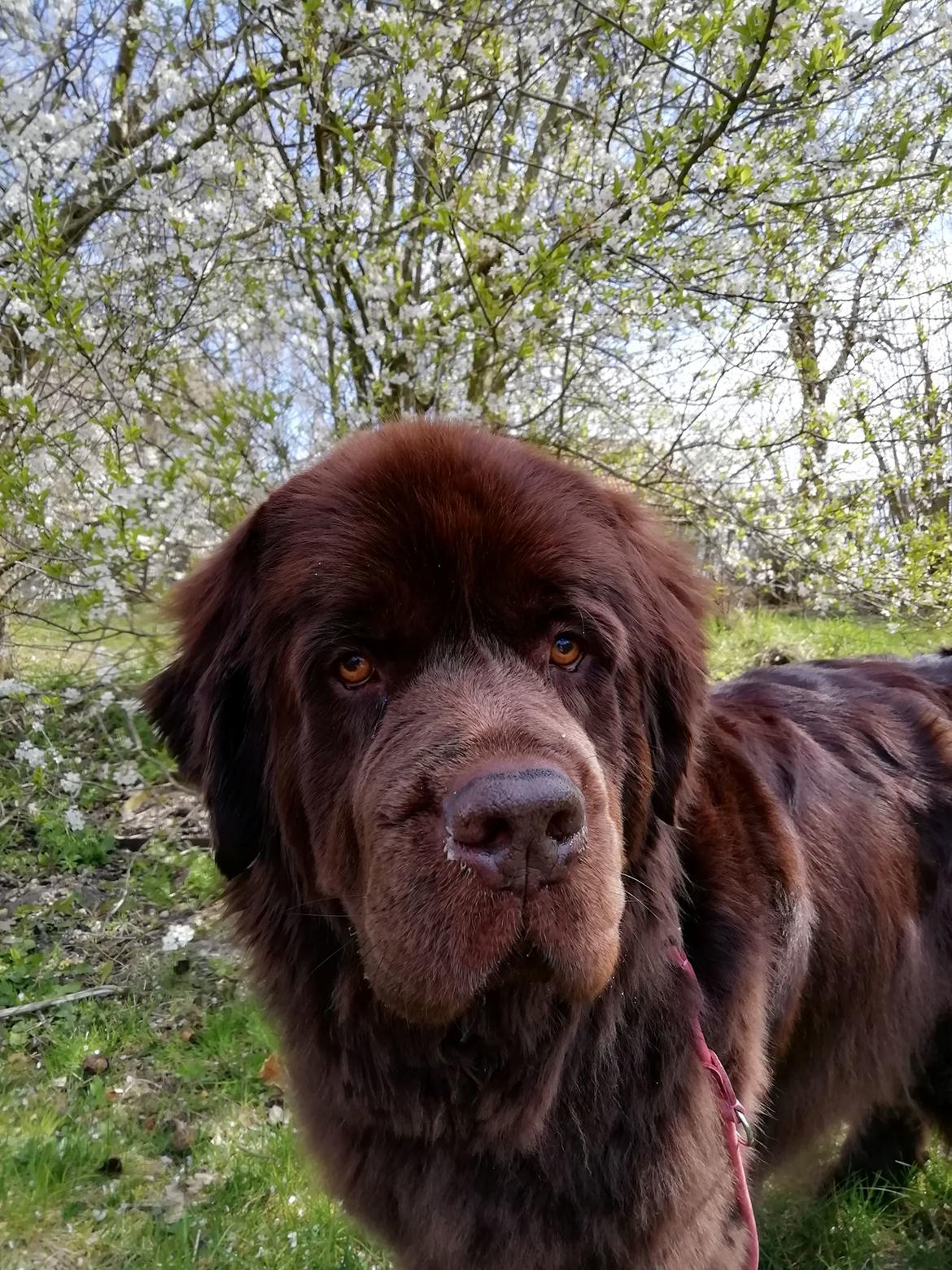 Newfoundlænder Alma billede 49