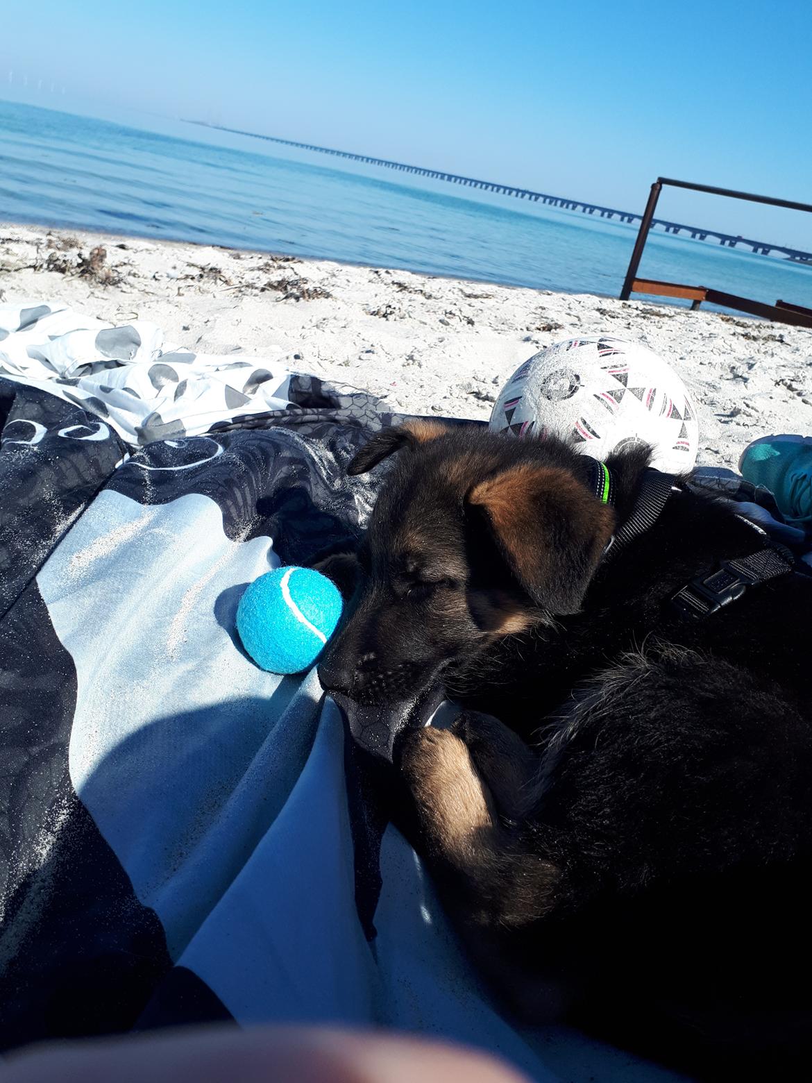 Schæferhund Santo jr. billede 10