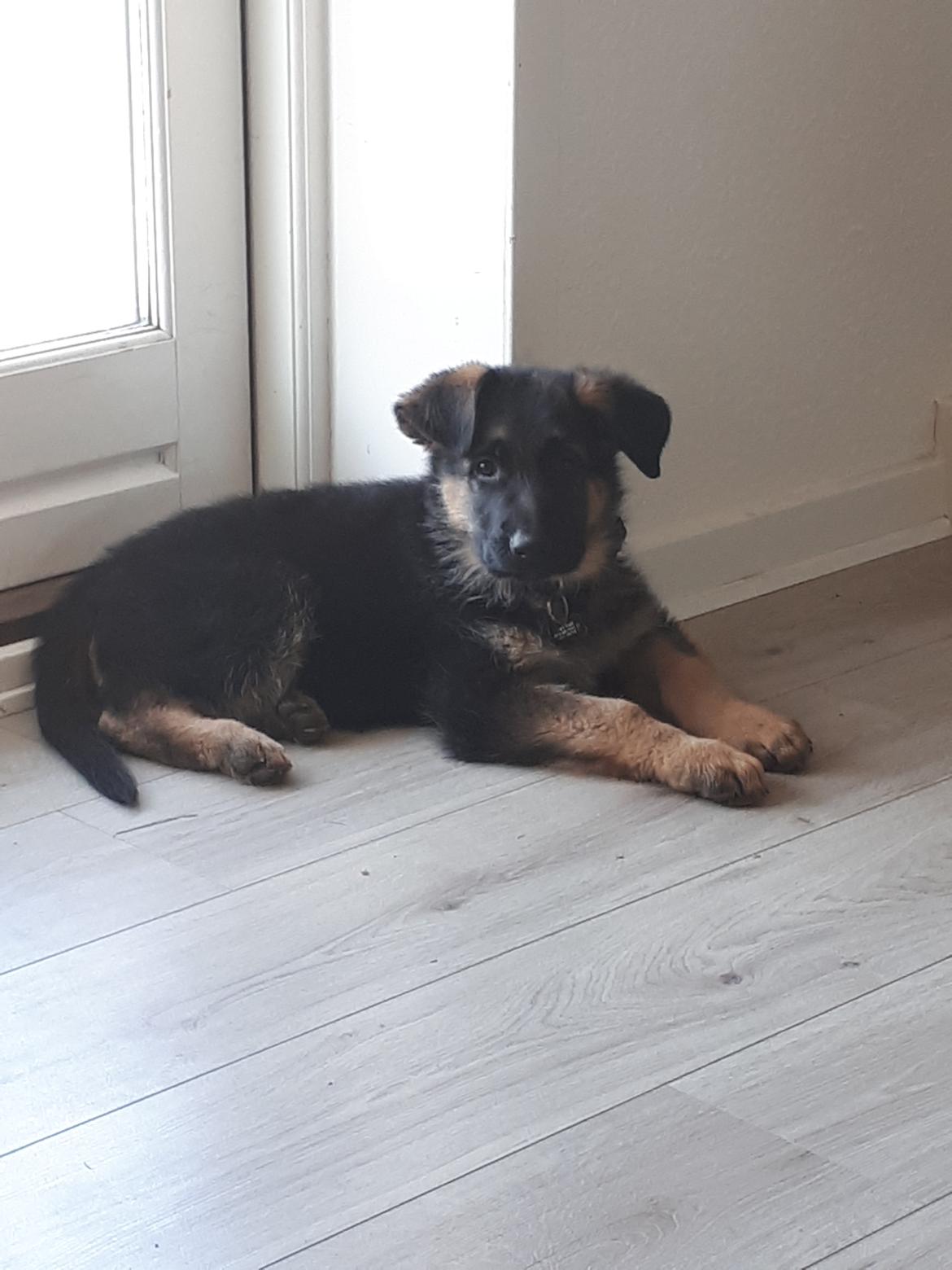 Schæferhund Santo jr. - 9 uger gammel  billede 11