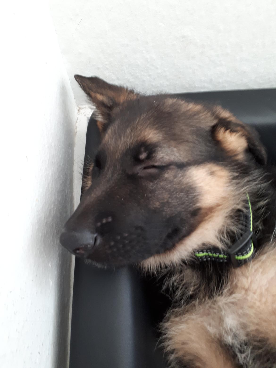 Schæferhund Santo jr. billede 12