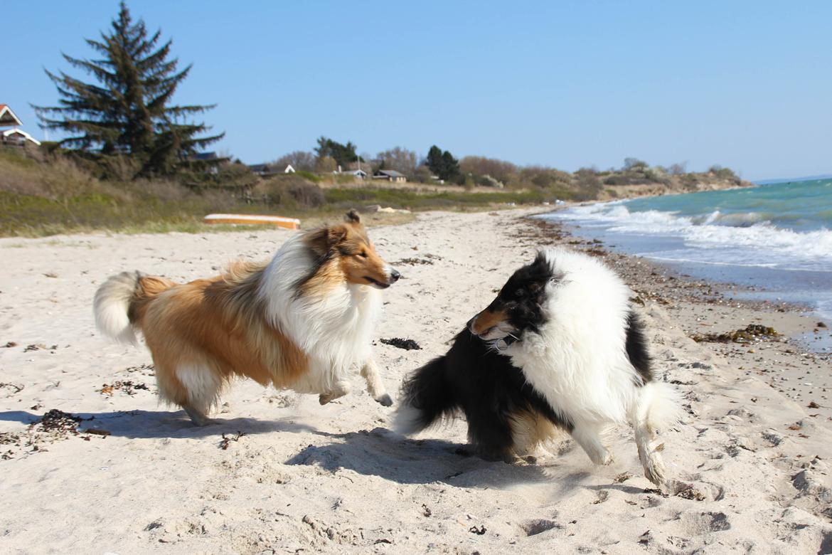 Collie langhåret Ebony Moor´s Daydreamer Dexter - Kuldbrødrene Ebony Moor´s Daydreamer Dexter og Ebony Moor´s Decissionmaker Diesel - i dag tale Assie og Hofer billede 36