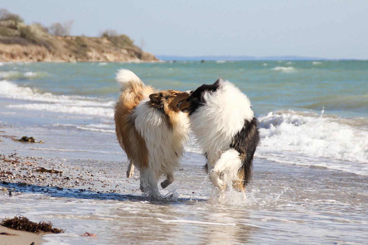 Collie langhåret Ebony Moor´s Daydreamer Dexter billede 38