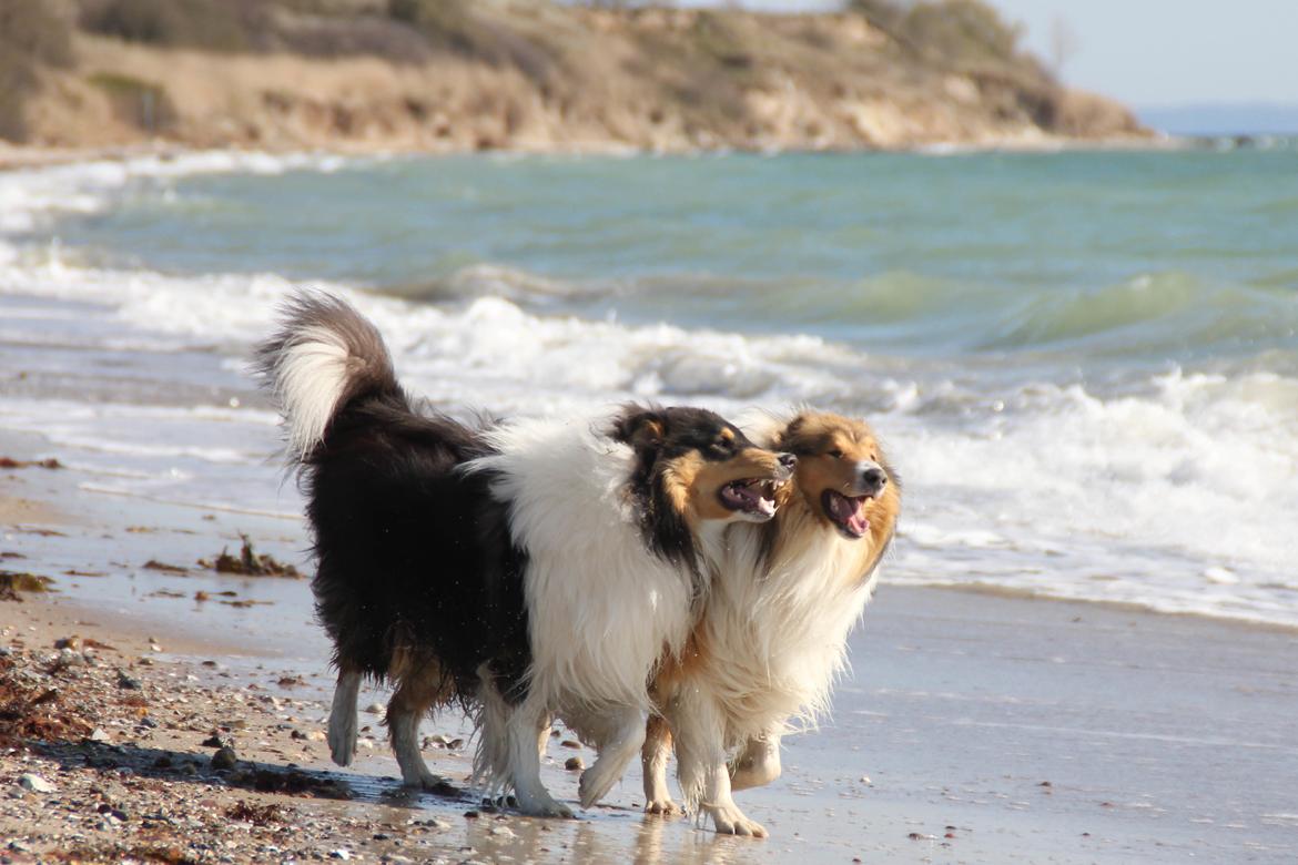 Collie langhåret Ebony Moor´s Daydreamer Dexter billede 37