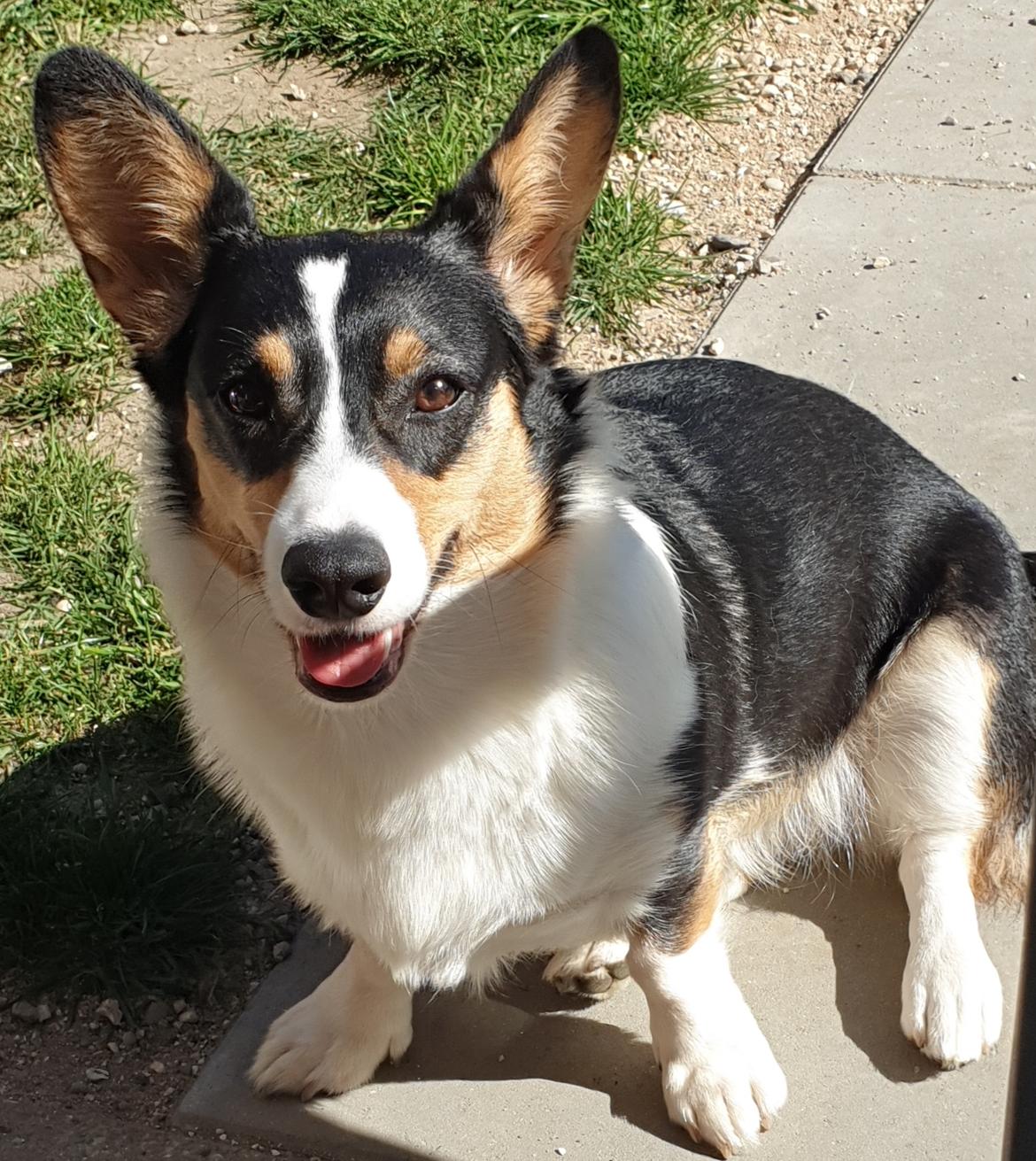 Welsh corgi cardigan Rubi (Rasseman's Rubi Rose) billede 28