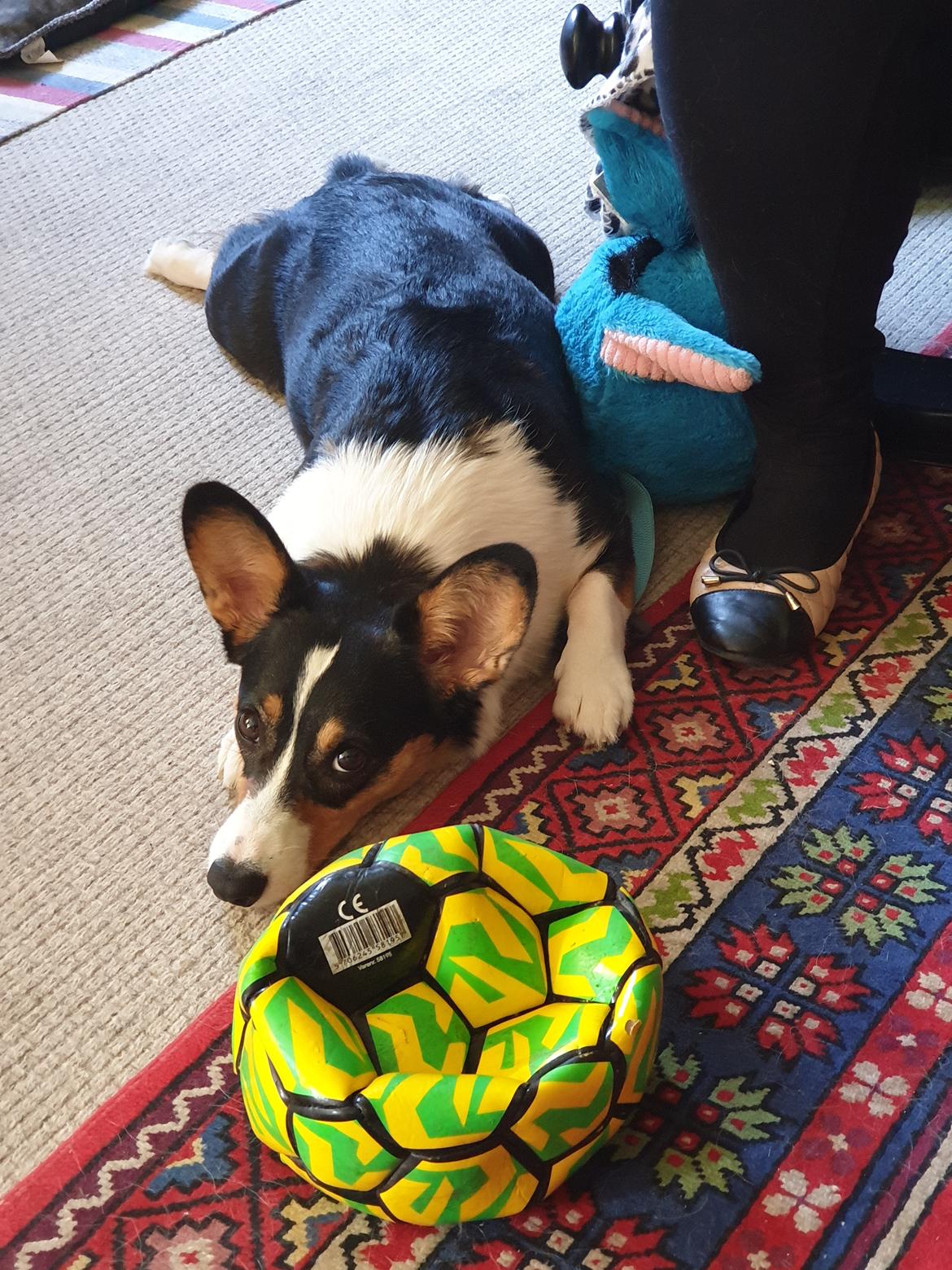 Welsh corgi cardigan Rubi (Rasseman's Rubi Rose) billede 30