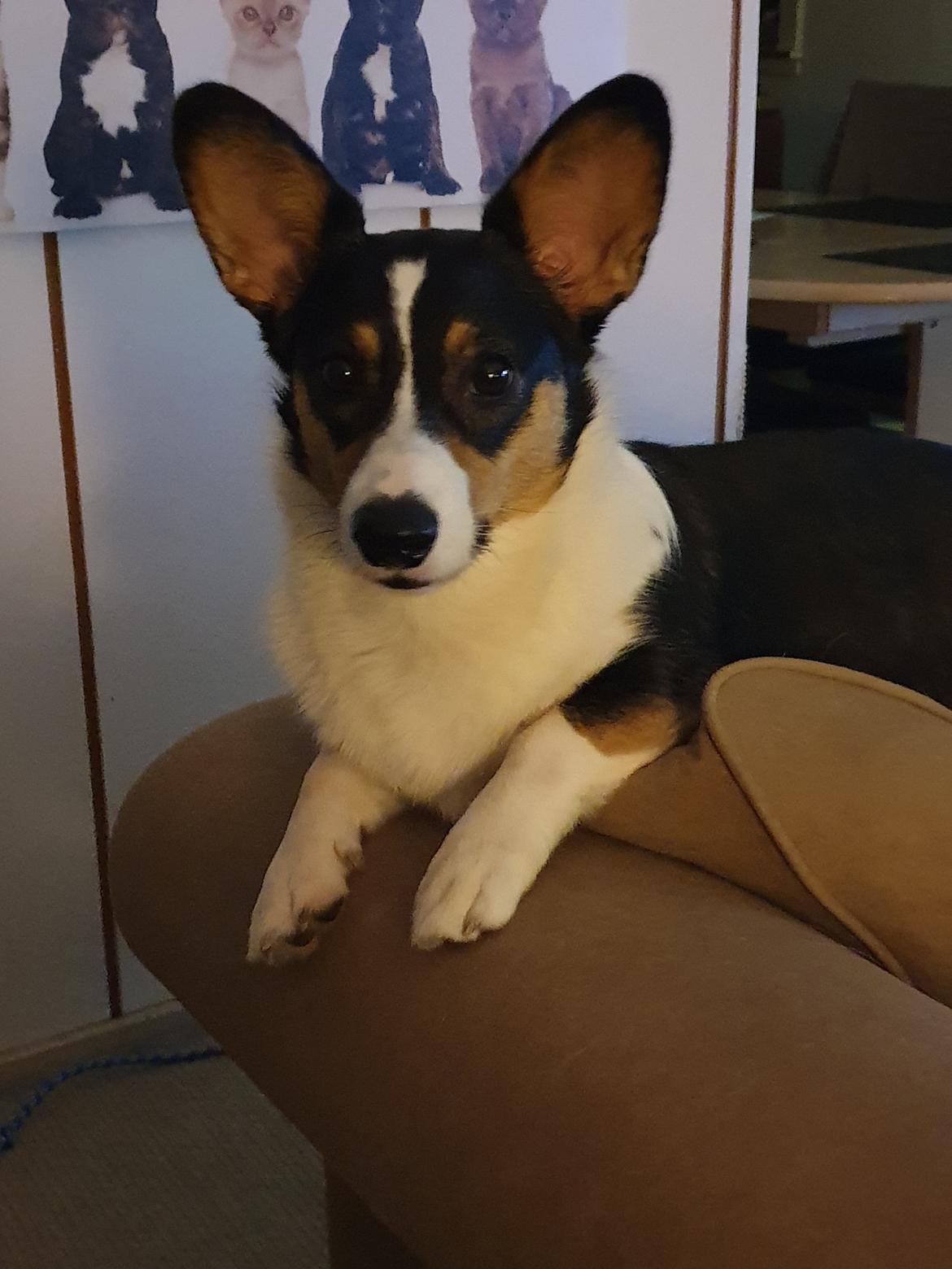 Welsh corgi cardigan Rubi (Rasseman's Rubi Rose) billede 31