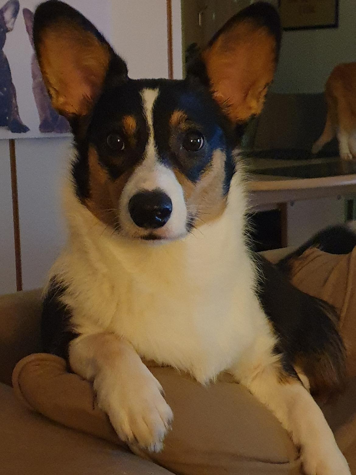 Welsh corgi cardigan Rubi (Rasseman's Rubi Rose) billede 32