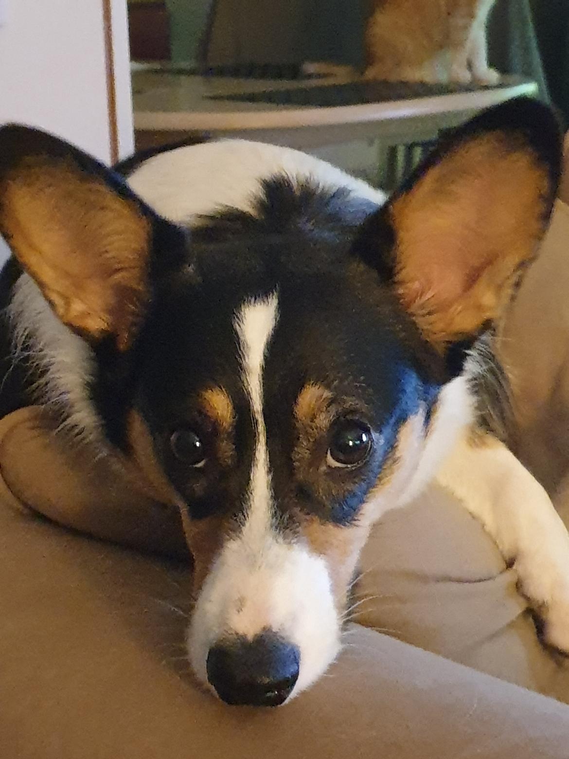 Welsh corgi cardigan Rubi (Rasseman's Rubi Rose) billede 33