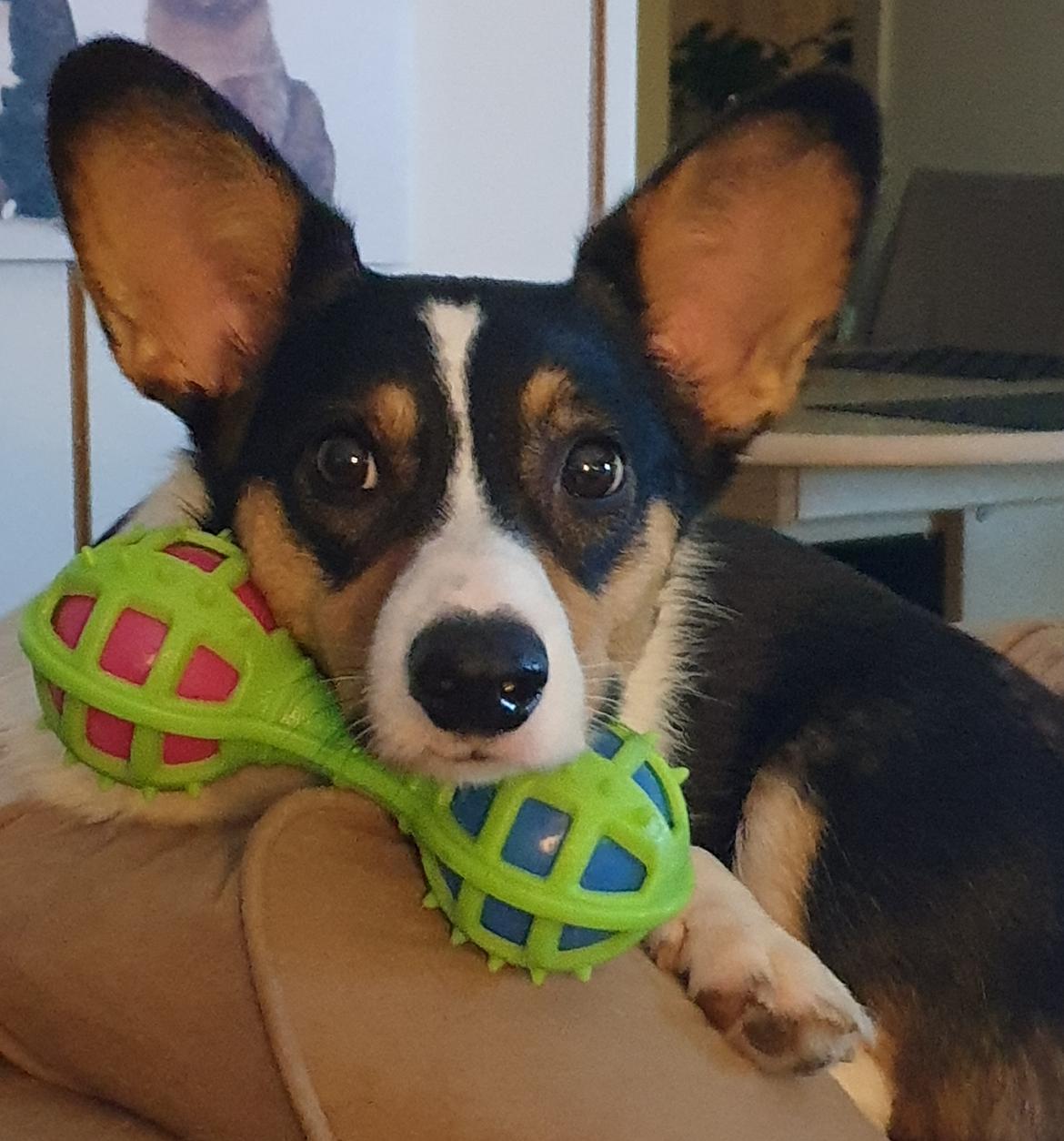 Welsh corgi cardigan Rubi (Rasseman's Rubi Rose) billede 34