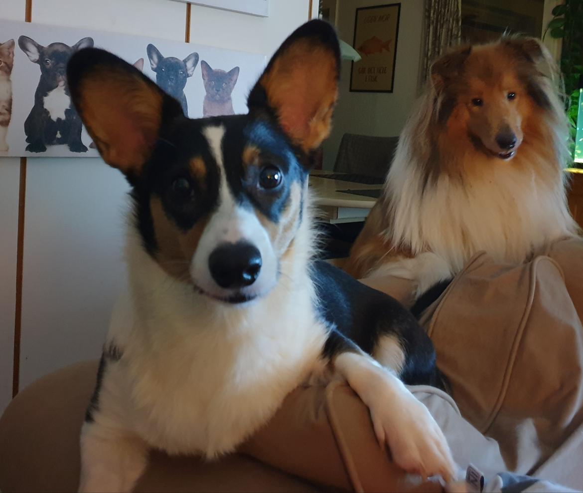 Welsh corgi cardigan Rubi (Rasseman's Rubi Rose) billede 35