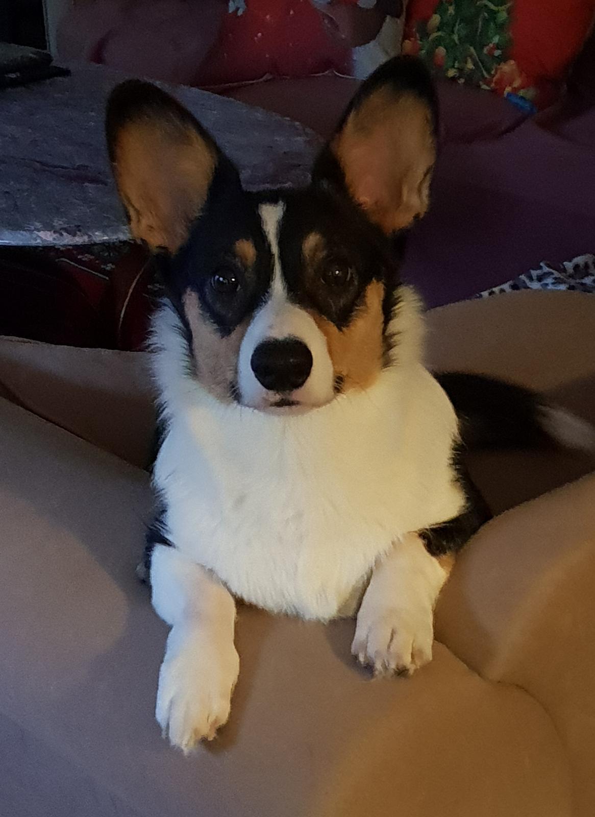 Welsh corgi cardigan Rubi (Rasseman's Rubi Rose) billede 36