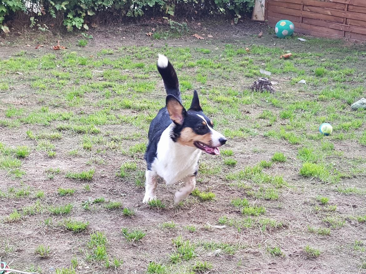 Welsh corgi cardigan Rubi (Rasseman's Rubi Rose) billede 37