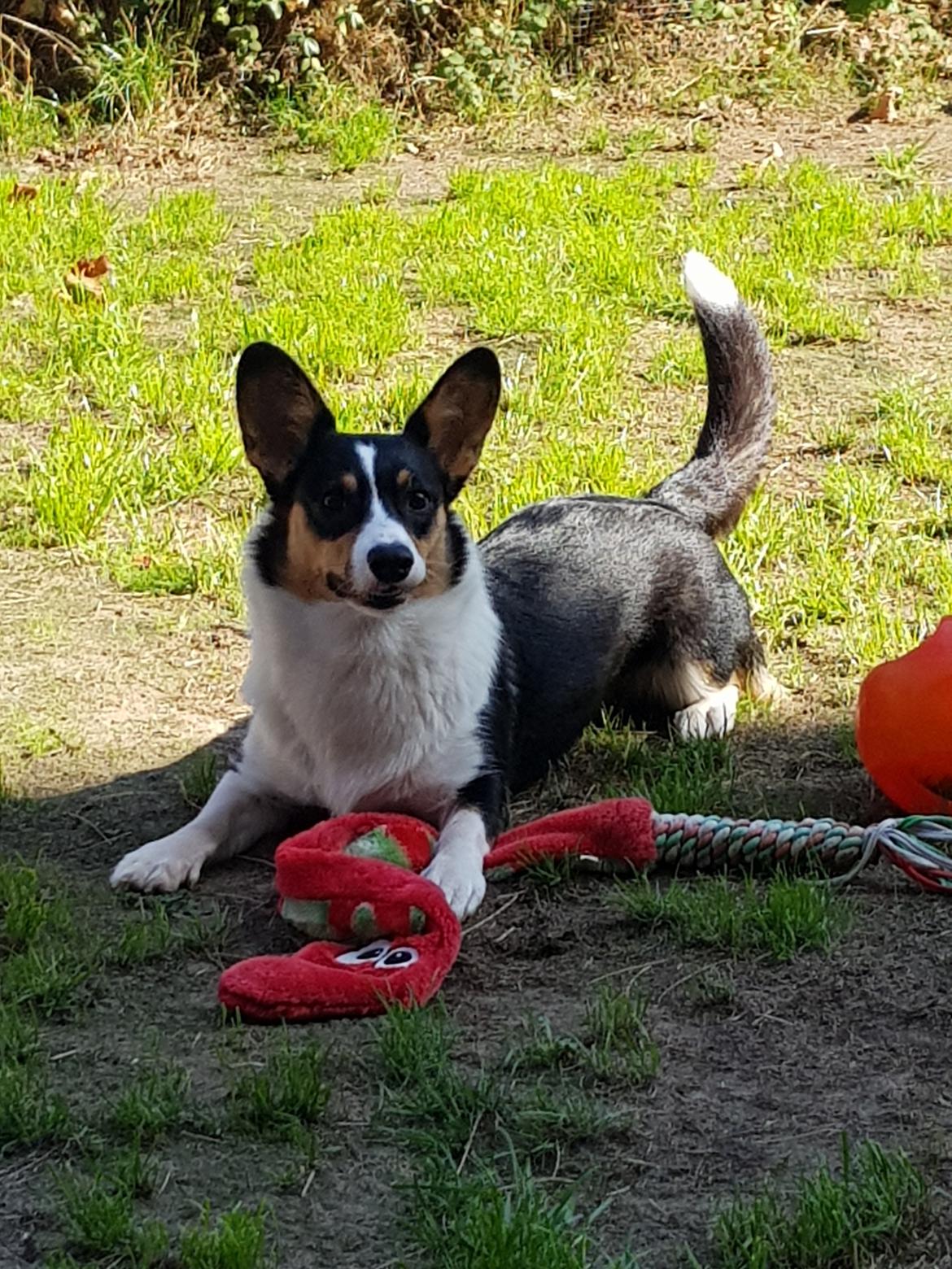 Welsh corgi cardigan Rubi (Rasseman's Rubi Rose) billede 38