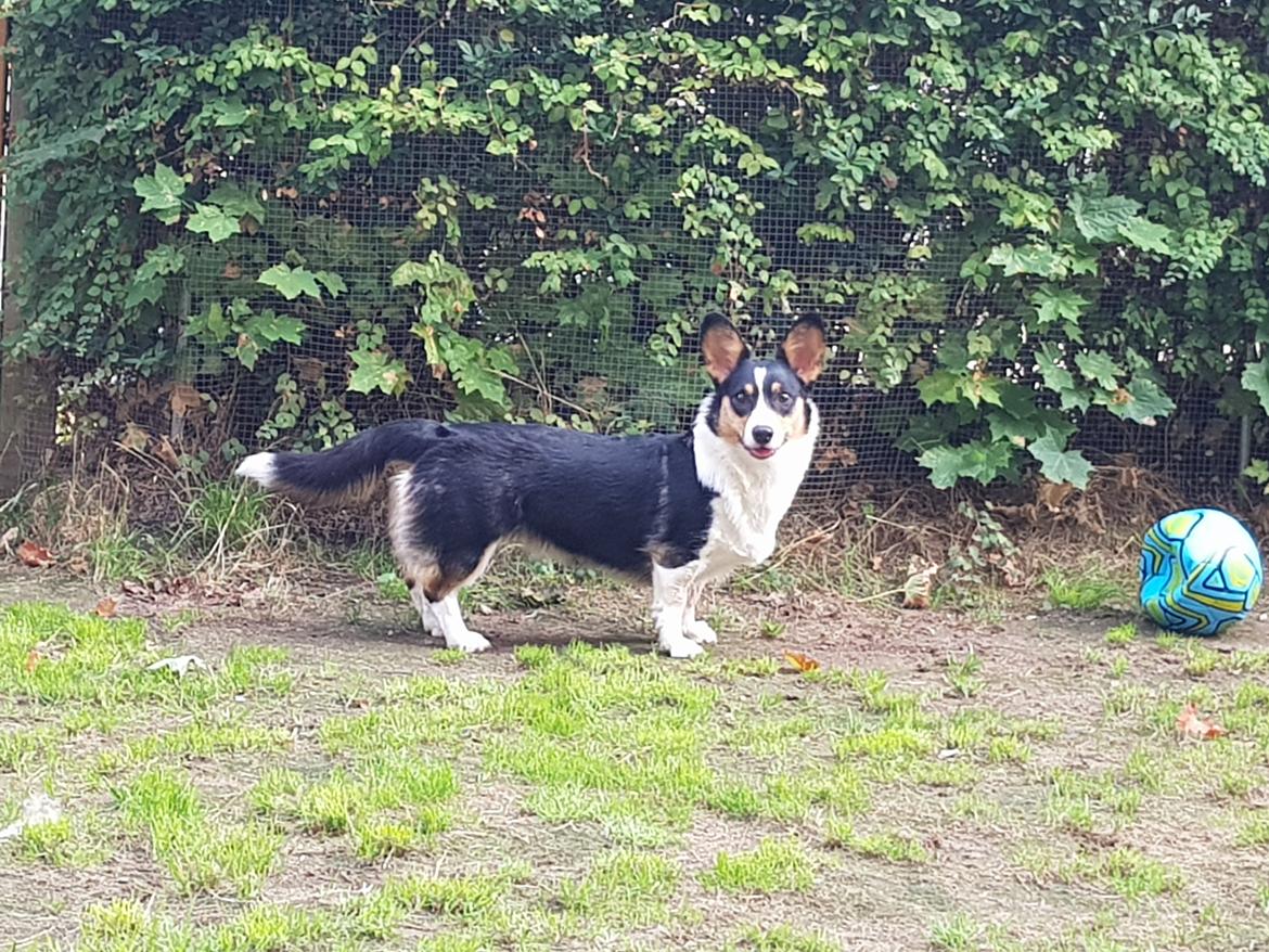 Welsh corgi cardigan Rubi (Rasseman's Rubi Rose) billede 39