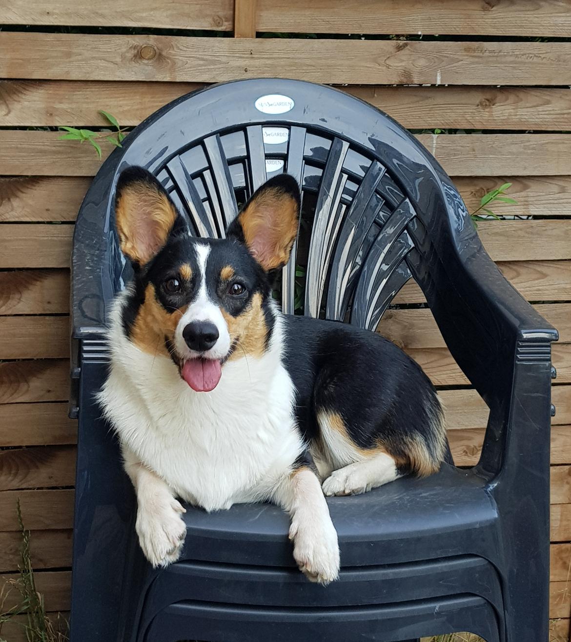 Welsh corgi cardigan Rubi (Rasseman's Rubi Rose) billede 40